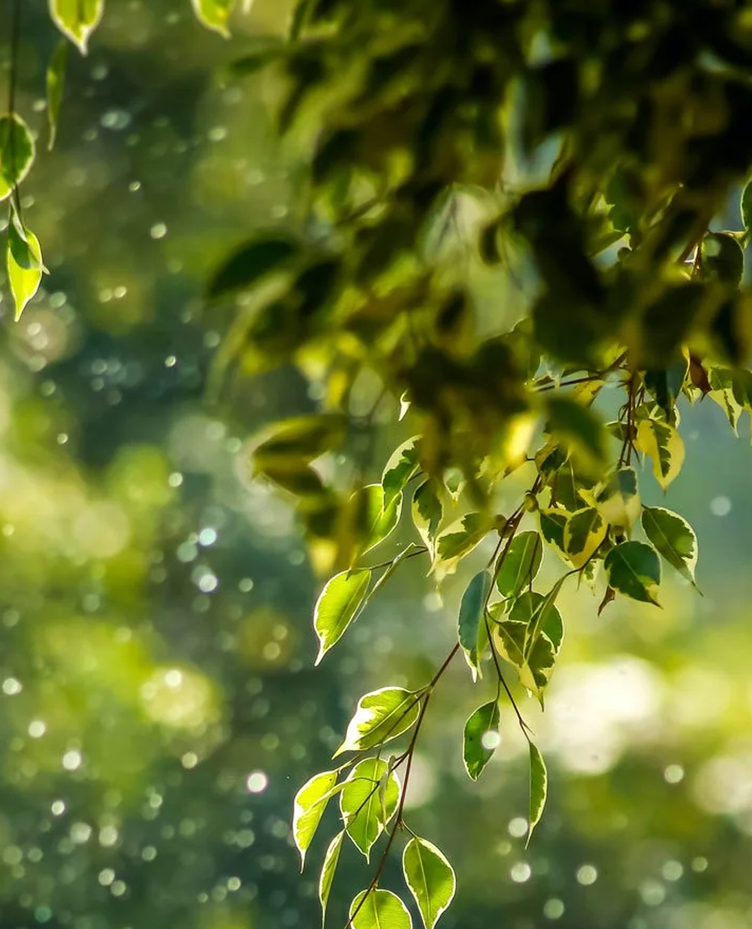 About Vitality Infusions